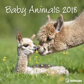 teNeues |  Baby Animals 2018 | Sonstiges |  Sack Fachmedien