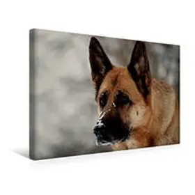 CALVENDO |  Premium Textil-Leinwand 45 cm x 30 cm quer, Du entkommst mir nicht! | Wandbild, Bild auf Keilrahmen, Fertigbild auf echter Leinwand, Leinwanddruck | Sonstiges |  Sack Fachmedien