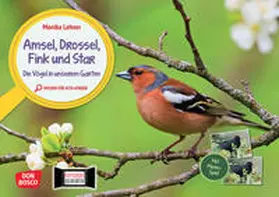 Lehner |  Amsel, Drossel, Fink und Star. Die Vögel in unserem Garten. Kamishibai Bildkarten und Memo-Spiel | Sonstiges |  Sack Fachmedien