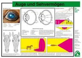  Auge und Sehvermögen | Sonstiges |  Sack Fachmedien