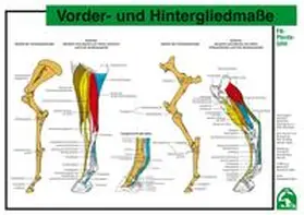 Deutsche Reiterliche Vereinigung e.V. (FN) |  Vorder- und Hintergliedmaße | Sonstiges |  Sack Fachmedien