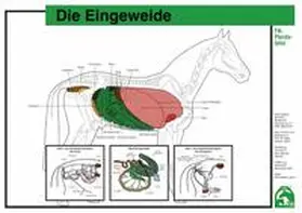  Die Eingeweide - FN-Pferdetafeln | Sonstiges |  Sack Fachmedien
