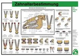  Zahnalterbestimmung | Sonstiges |  Sack Fachmedien