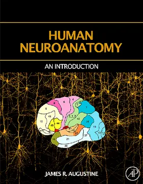 Augustine | Human Neuroanatomy | Buch | 978-0-12-068251-5 | sack.de