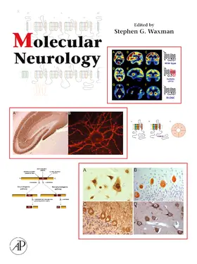 Waxman |  Molecular Neurology | Buch |  Sack Fachmedien