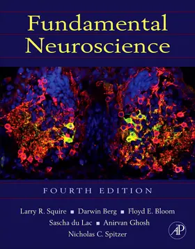 Ghosh / Squire / Berg |  Fundamental Neuroscience | Buch |  Sack Fachmedien