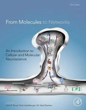 Byrne / Heidelberger / Waxham | From Molecules to Networks | E-Book | sack.de