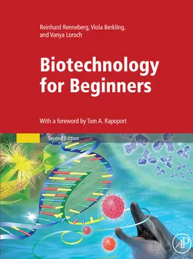 Renneberg / Loroch |  Biotechnology for Beginners | eBook | Sack Fachmedien