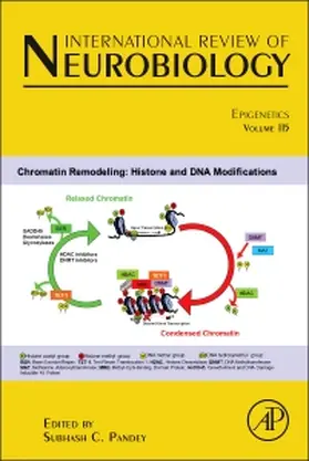  Epigenetics | Buch |  Sack Fachmedien