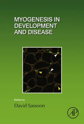 Sassoon |  Myogenesis in Development and Disease | eBook | Sack Fachmedien