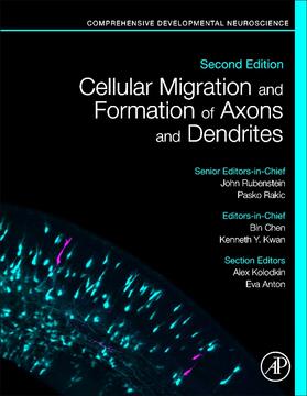 Chen / Kwan | Cellular Migration and Formation of Axons and Dendrites | Buch | 978-0-12-814407-7 | sack.de