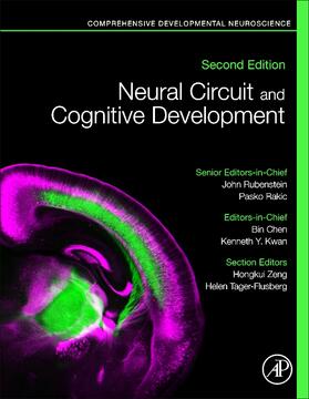 Chen / Kwan |  Neural Circuit and Cognitive Development | Buch |  Sack Fachmedien