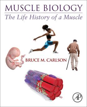 Carlson | Muscle Biology | Buch | 978-0-12-820278-4 | sack.de