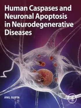 Gupta |  Human Caspases and Neuronal Apoptosis in Neurodegenerative Diseases | eBook | Sack Fachmedien