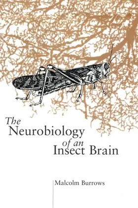 Burrows |  NEUROBIOL INSECT BRAIN C | Buch |  Sack Fachmedien