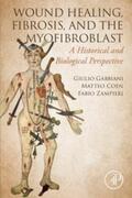 Gabbiani / Coen / Zampieri |  WOUND HEALING, FIBROSIS, AND THE MYOFIBROBLAST | eBook | Sack Fachmedien