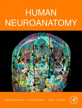 Erzurumlu / Sengul / Ulupinar |  Human Neuroanatomy | Buch |  Sack Fachmedien