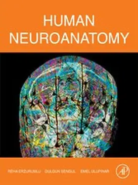 Erzurumlu / Sengul / Ulupinar |  Human Neuroanatomy | eBook | Sack Fachmedien