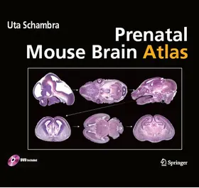 Schambra | Prenatal Mouse Brain Atlas | E-Book | www.sack.de