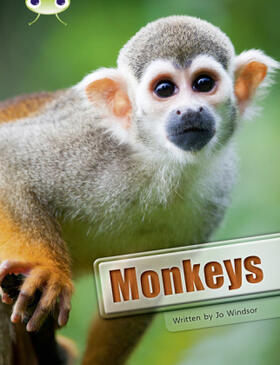 Windsor |  Bug Club Guided Non Fiction Year 3 White A Monkeys | Buch |  Sack Fachmedien