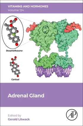 Adrenal Gland | Buch | 978-0-443-19400-9 | sack.de
