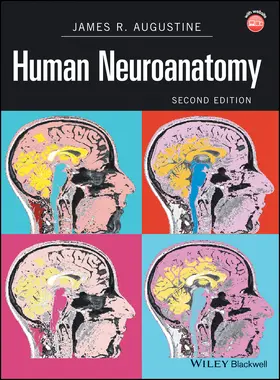 Augustine |  Human Neuroanatomy | Buch |  Sack Fachmedien