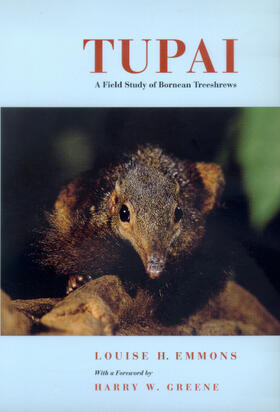 Emmons | Tupai - A Field Study of Bornean Treeshews | Buch | 978-0-520-22384-4 | sack.de