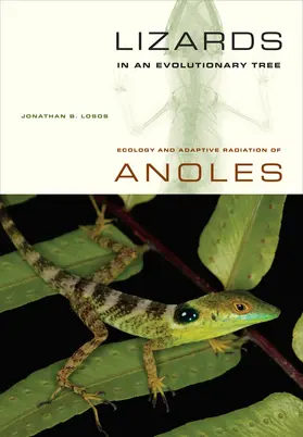 Losos |  Lizards in an Evolutionary Tree | Buch |  Sack Fachmedien