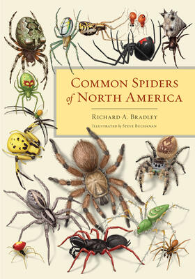 Bradley | Common Spiders of North America | Buch | 978-0-520-27488-4 | sack.de