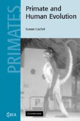 Cachel | Primate and Human Evolution | Buch | 978-0-521-82942-7 | sack.de