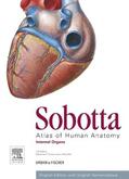 Paulsen / Waschke |  Paulsen, F: Sobotta Atlas of Human Anatomy, Vol. 2, 15th ed. | Buch |  Sack Fachmedien