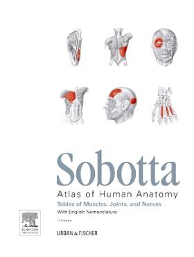 Paulsen / Waschke | Paulsen, F: Sobotta Tables of Muscles, Joints and Nerves, En | Buch | 978-0-7020-5254-5 | sack.de