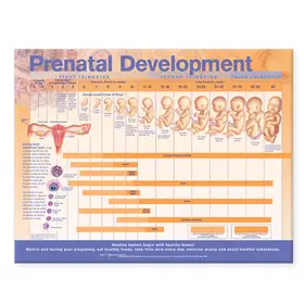 Prenatal Development Anatomical Chart | Sonstiges | 978-0-7817-8227-2 | sack.de