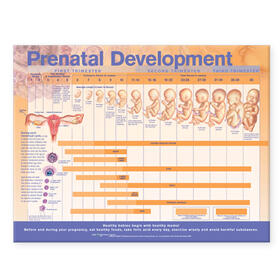 Prenatal Development Anatomical Chart | Sonstiges | sack.de
