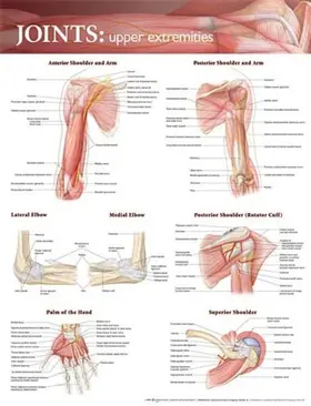 Joints of the Upper Extremities Anatomical Chart | Sonstiges | 978-0-7817-8656-0 | sack.de