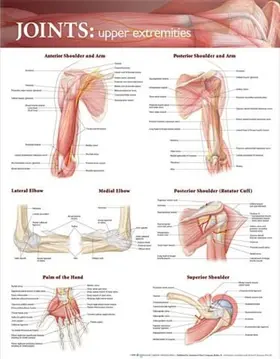 Joints of the Upper Extremities Anatomical Chart | Sonstiges | 978-0-7817-8657-7 | sack.de