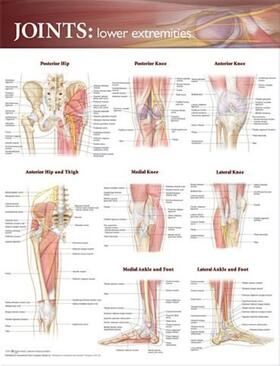 Joints of the Lower Extremities Anatomical Chart | Sonstiges | 978-0-7817-8660-7 | sack.de