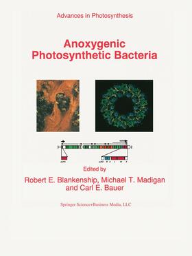 Blankenship / Bauer / Madigan | Anoxygenic Photosynthetic Bacteria | Buch | 978-0-7923-3682-2 | sack.de