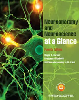 Barker / Cicchetti |  Neuroanatomy and Neuroscience at a Glance | eBook | Sack Fachmedien