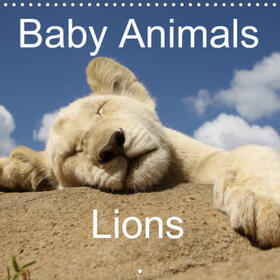 Sander |  Baby Animals - Lions (Wall Calendar 2021 300 × 300 mm Square) | Sonstiges |  Sack Fachmedien