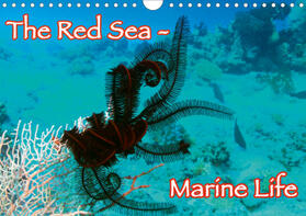 Eberschulz |  The Red Sea - Marine Life (Wall Calendar 2021 DIN A4 Landscape) | Sonstiges |  Sack Fachmedien