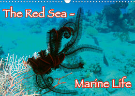 Eberschulz |  The Red Sea - Marine Life (Wall Calendar 2021 DIN A3 Landscape) | Sonstiges |  Sack Fachmedien