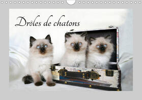 Chrystal |  Drôles de chatons (Calendrier mural 2021 DIN A4 horizontal) | Sonstiges |  Sack Fachmedien