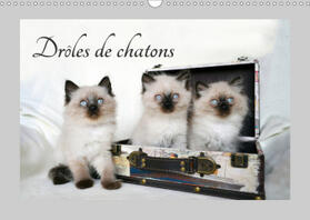 Chrystal |  Drôles de chatons (Calendrier mural 2021 DIN A3 horizontal) | Sonstiges |  Sack Fachmedien