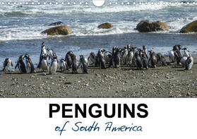 Poole |  Penguins of South America (Wall Calendar 2021 DIN A4 Landscape) | Sonstiges |  Sack Fachmedien