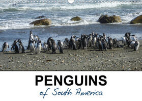 Poole |  Penguins of South America (Wall Calendar 2021 DIN A3 Landscape) | Sonstiges |  Sack Fachmedien