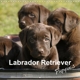 Faber |  Labrador Retriever Puppies (Wall Calendar 2021 300 × 300 mm Square) | Sonstiges |  Sack Fachmedien