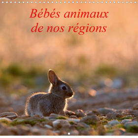 Ausloos |  Bébés animaux de nos régions (Calendrier mural 2021 300 × 300 mm Square) | Sonstiges |  Sack Fachmedien