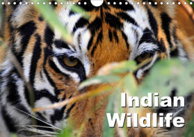 Bergermann |  Indian Wildlife (Wall Calendar 2021 DIN A4 Landscape) | Sonstiges |  Sack Fachmedien