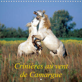 Ausloos |  Crinières au vent de Camargue (Calendrier mural 2021 300 × 300 mm Square) | Sonstiges |  Sack Fachmedien